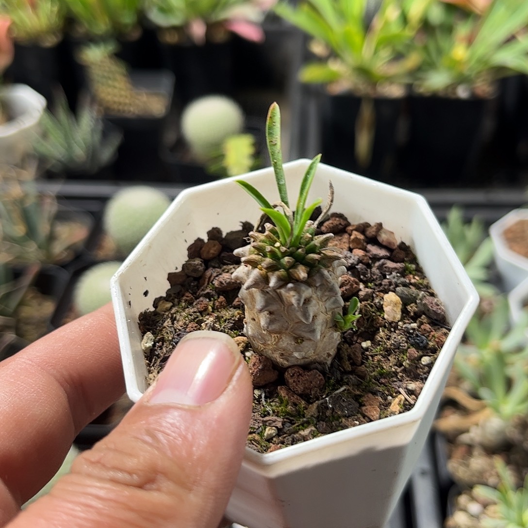 峨眉山单头发货单头发