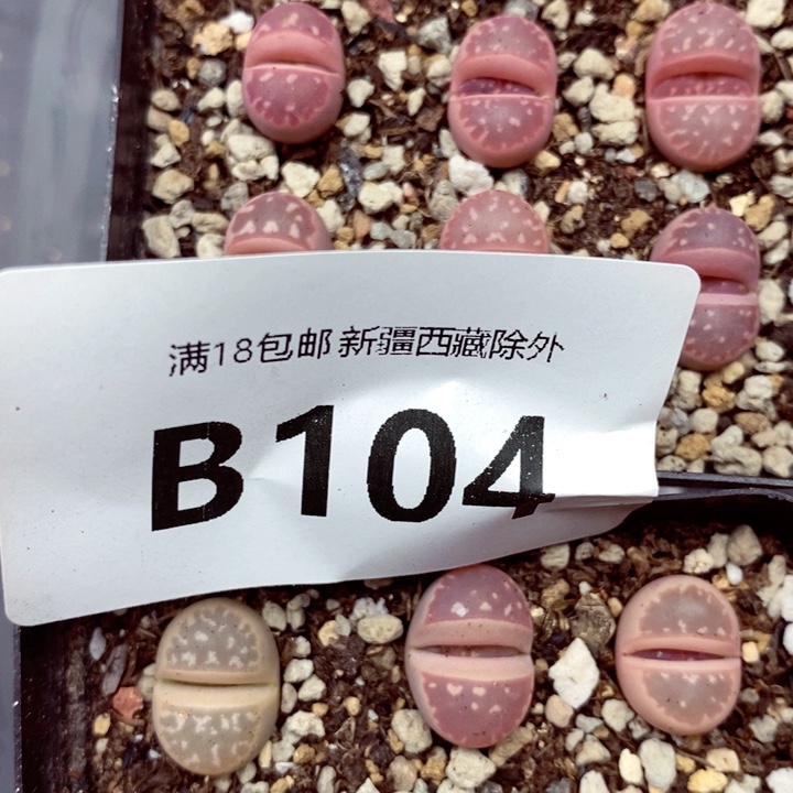 根*就我是一只小小鸟地域鬼的104