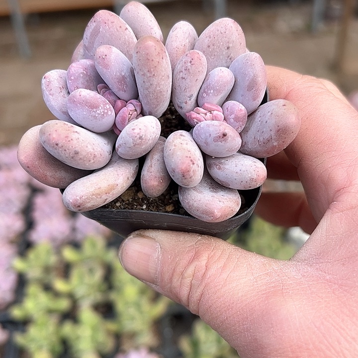 宝*166多肉植物组合都不容易？你