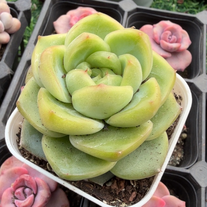 翡翠珍妮。            