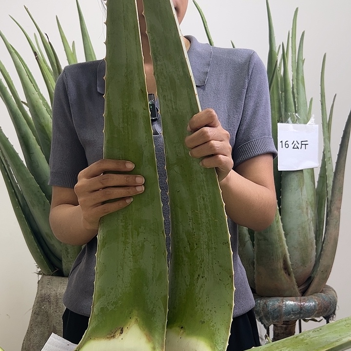 无花朵食用库拉索芦荟叶片3片每片最低700g
