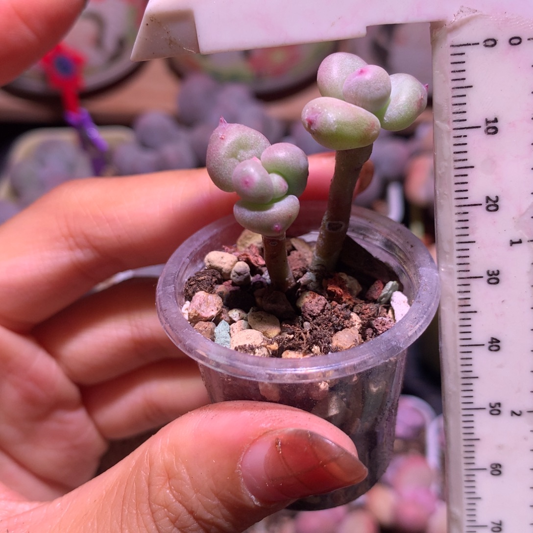 红宝石苹果奶 不凑满28元发一片叶 不售后 到付