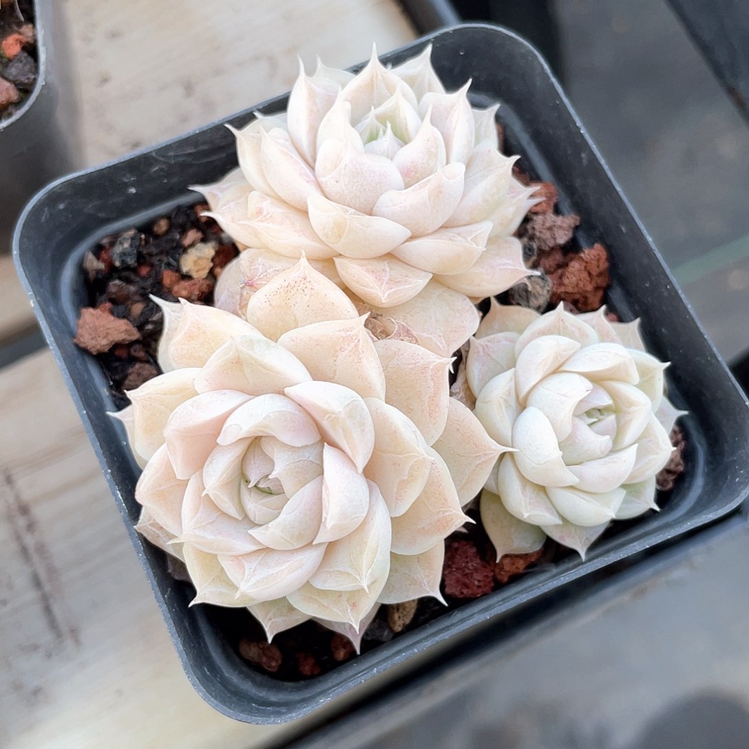 优选女王精品168