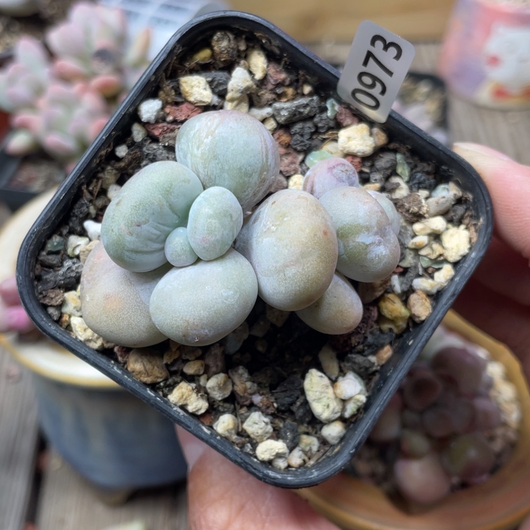 库福石化锦多肉植物