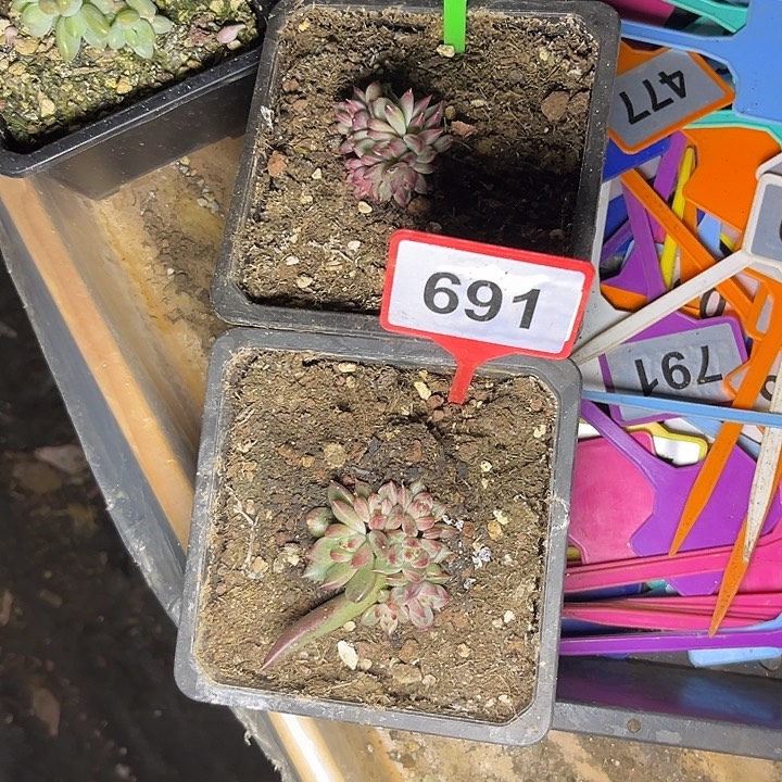 小****多肉植物紫荆美人607/691
