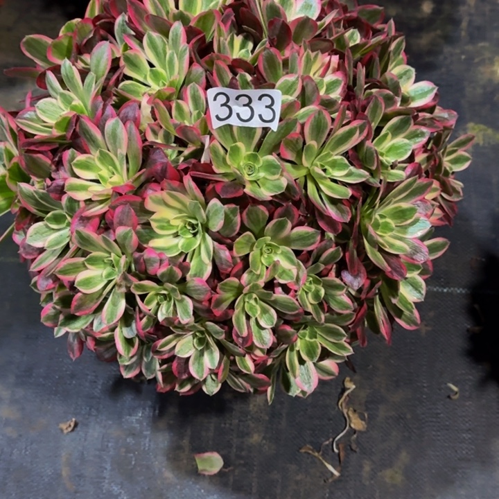 0000000333花样年华