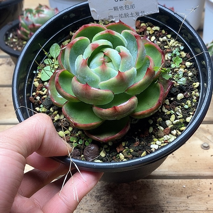 惊鸿仙子一物一拍028