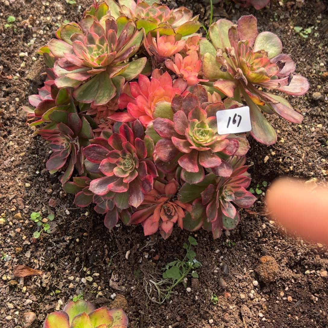 167黑魔锦多肉duorou多肉