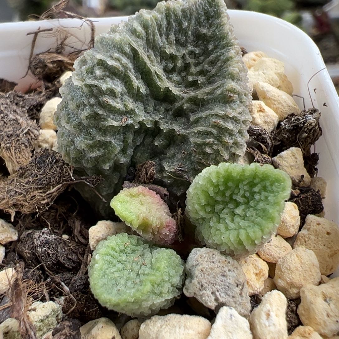 大叶型波浪纹实生新品大苗