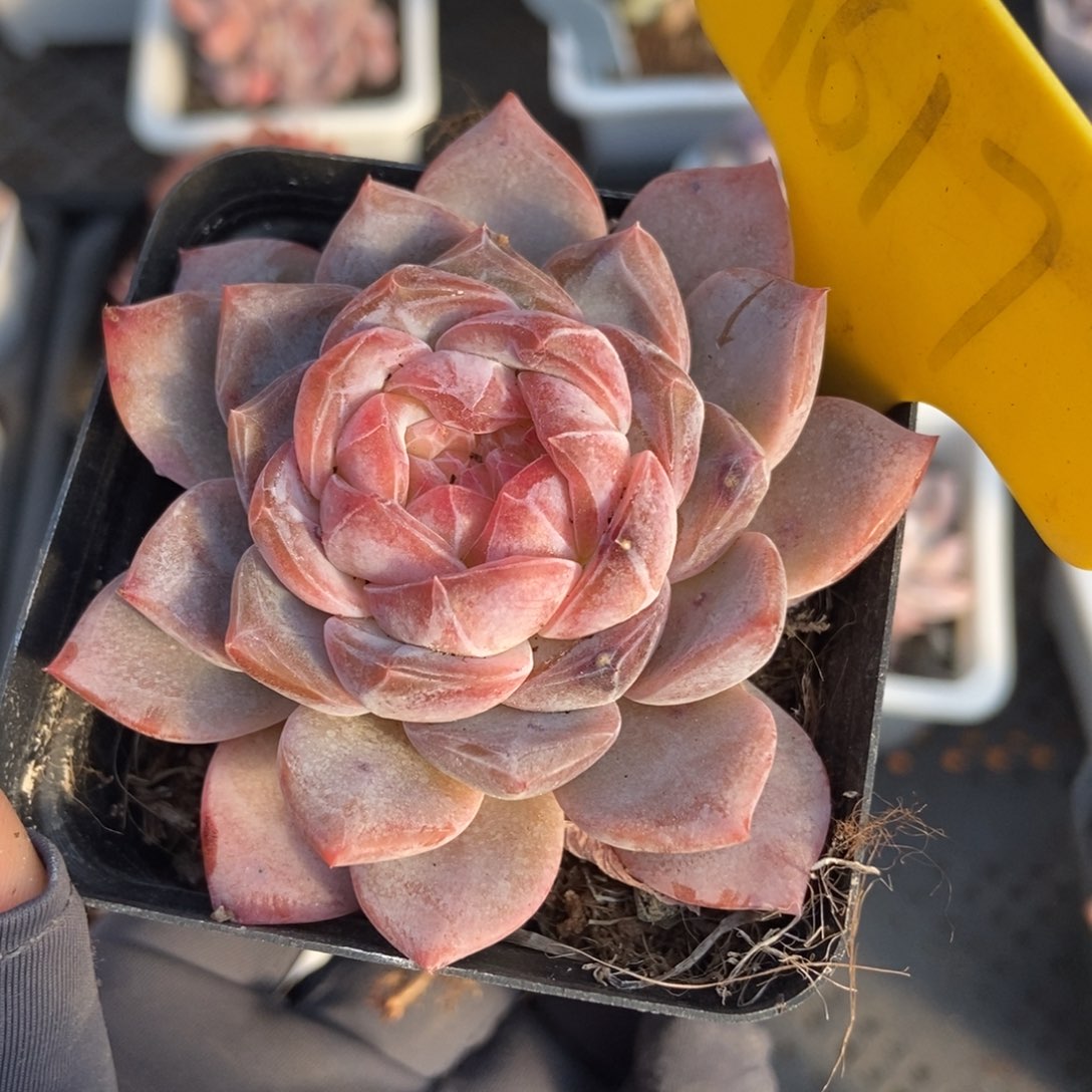 1617冰魄多肉植物