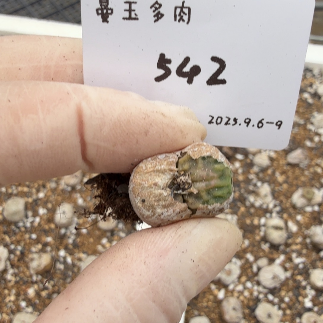 ****长多肉多肉多肉9-542
