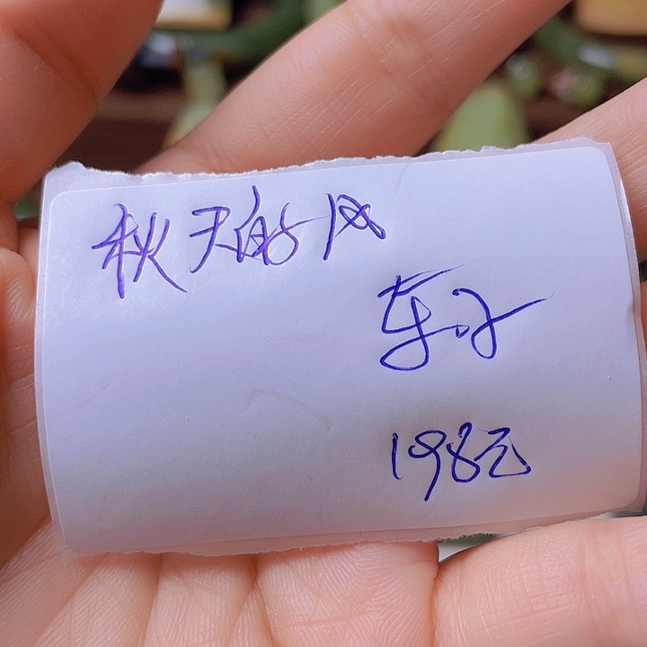 未镶嵌岫岩河磨玉（透闪石质玉）挂件秋***?