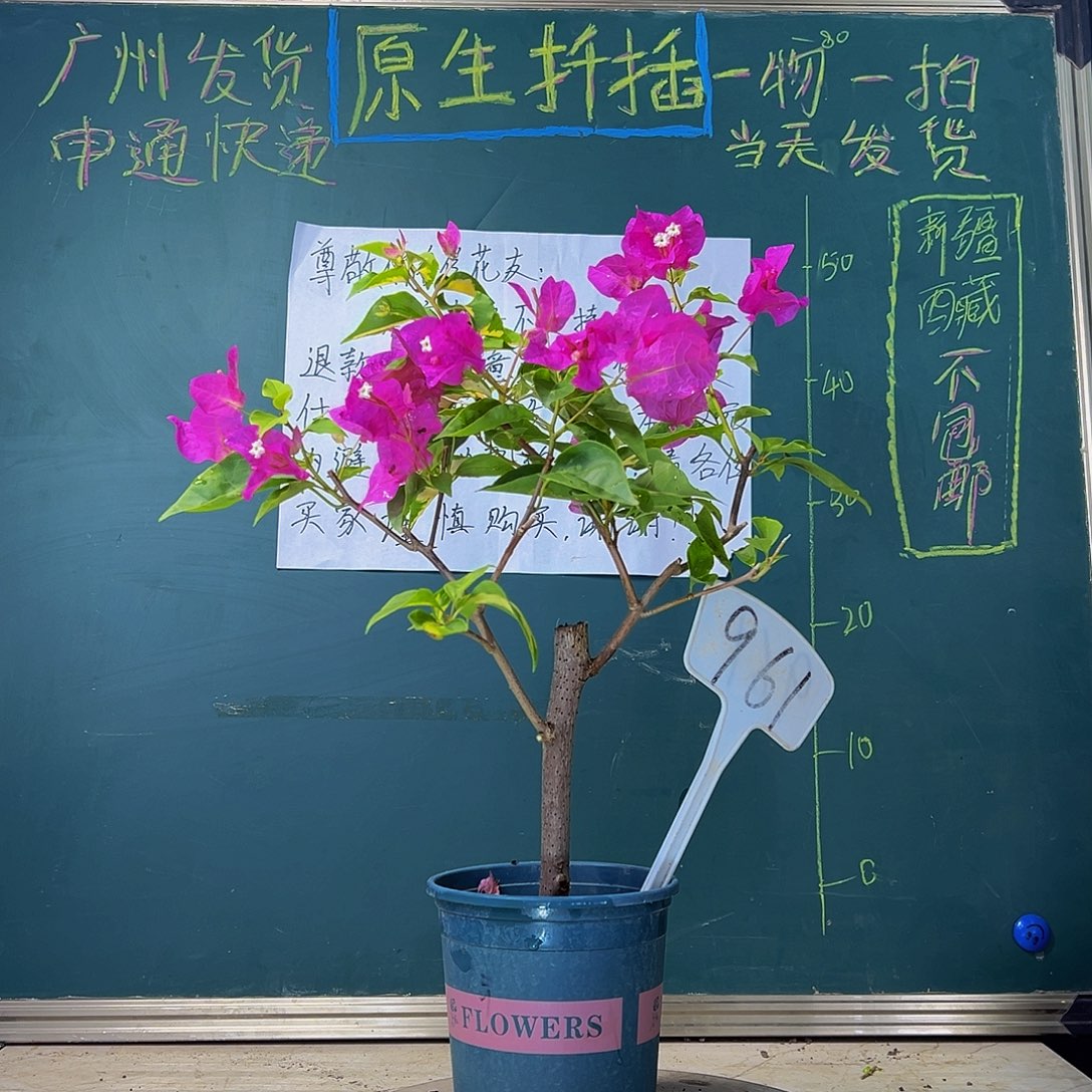 当前无花栽培后可以开花 金双洋红  粗杆  961