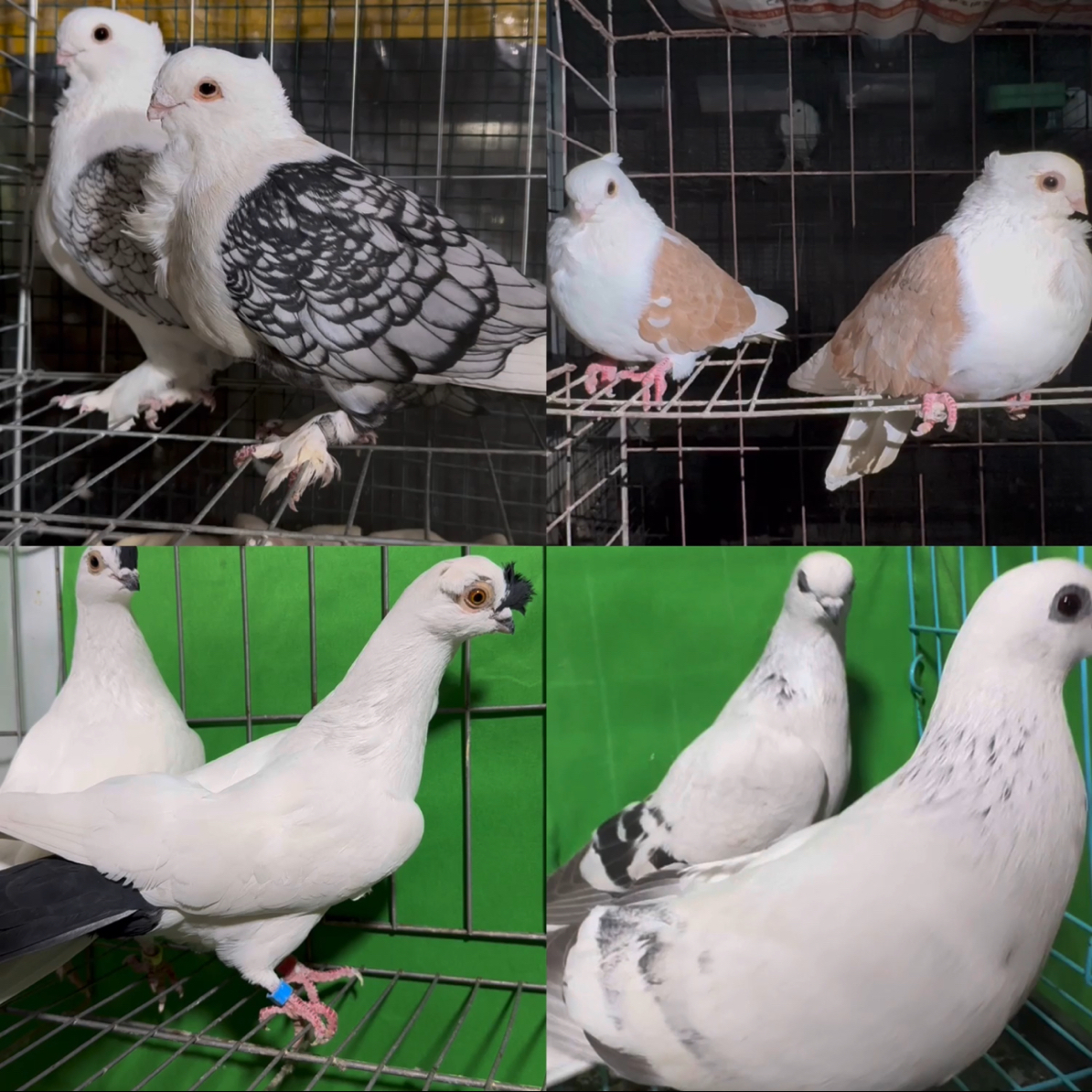 肉鸽乳鸽直播间专属链接一物一拍（以直播间实际商品为准）