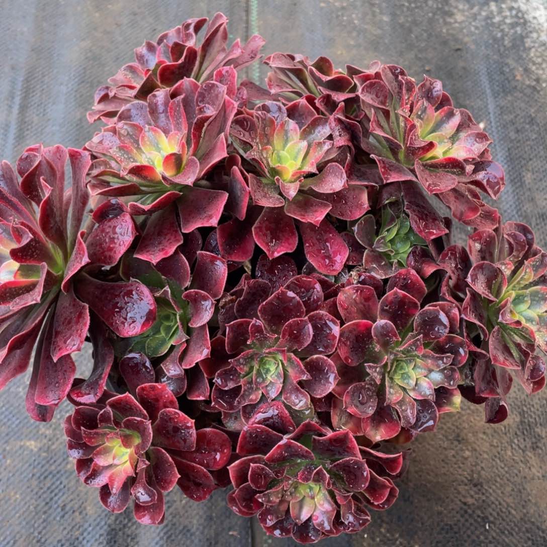 029美杜莎绣球精品法师老桩