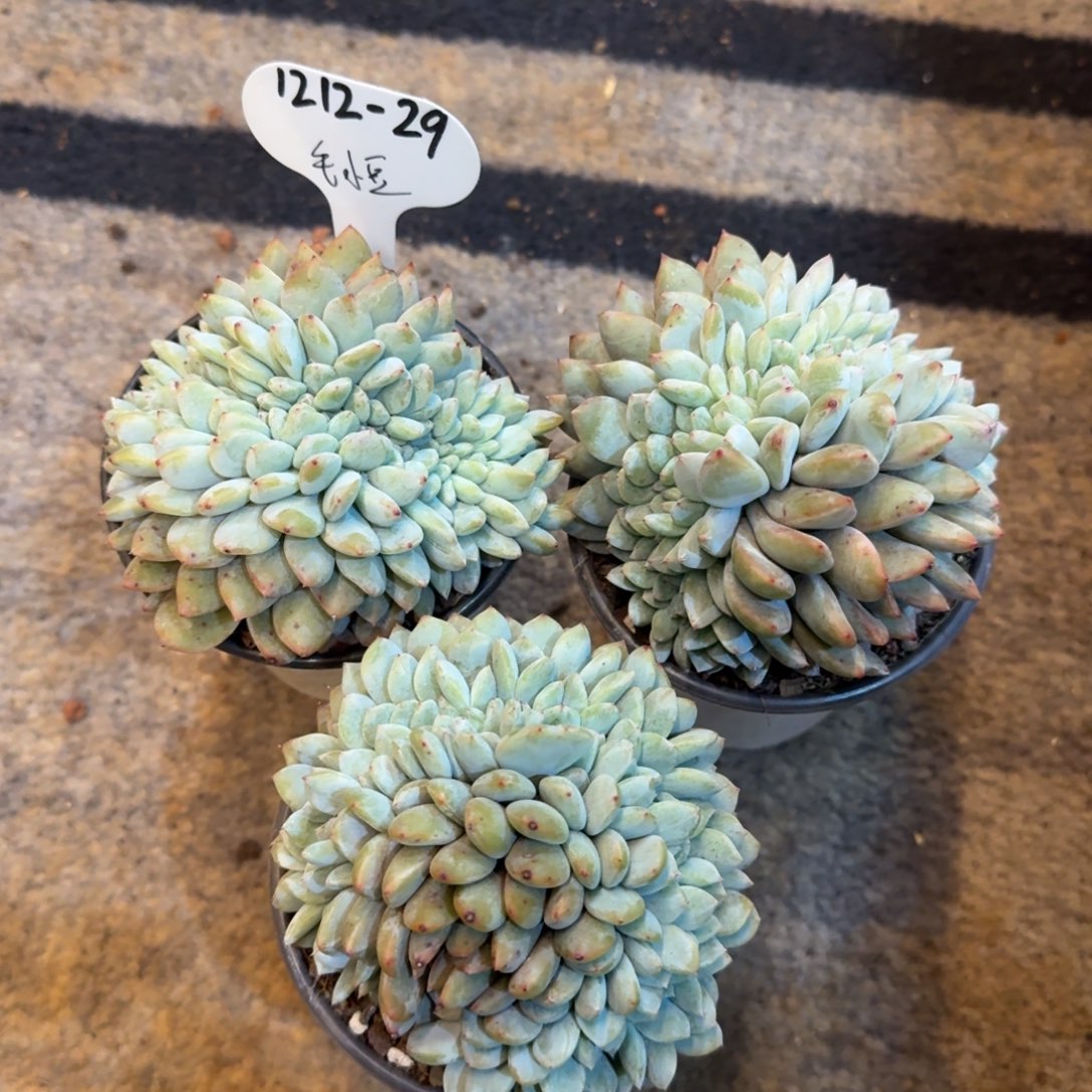 毛***豆1212-29星影缀化小三颗