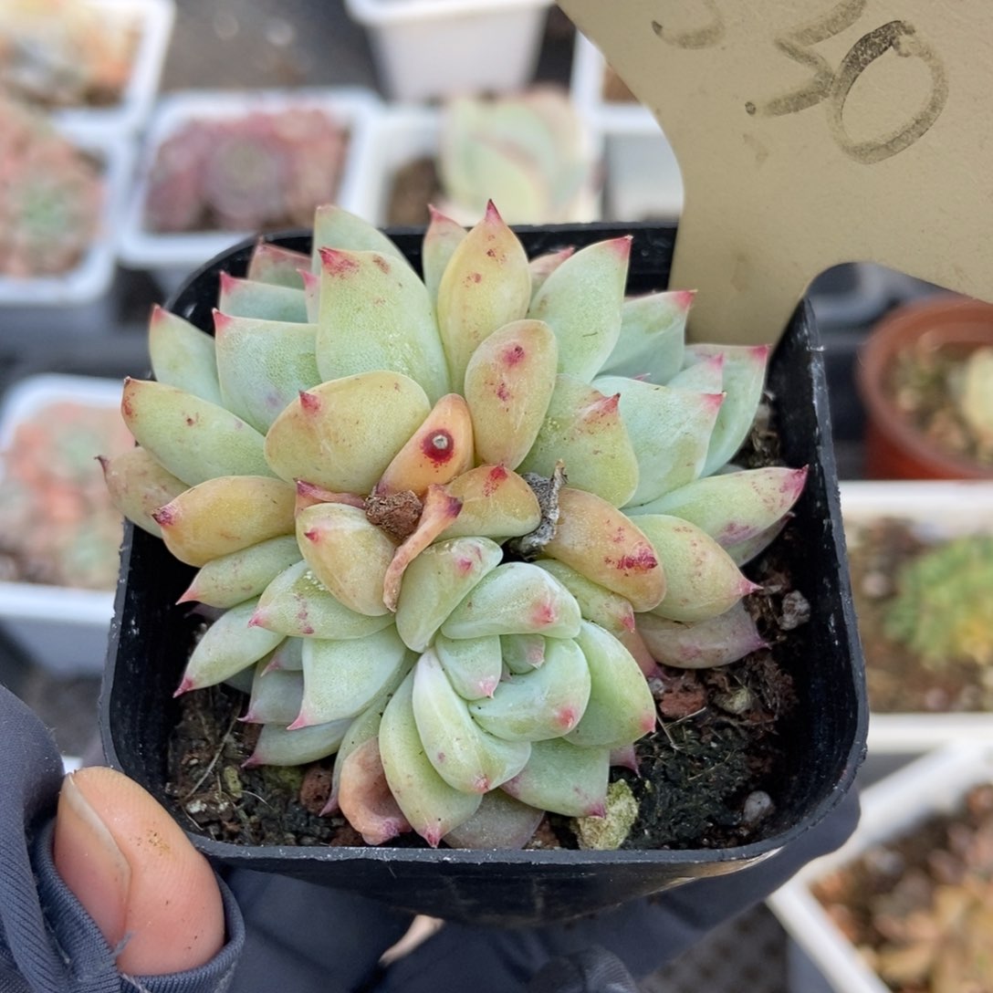 530白拉糖多肉植物保护