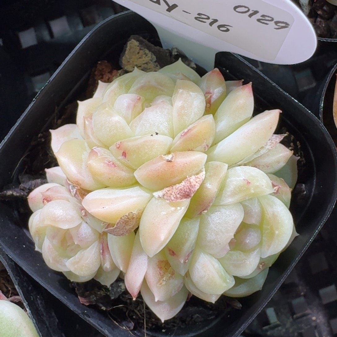 0129-216-mn群一颗