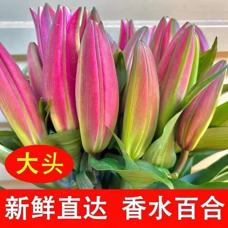 顺丰包邮 云南昆明基地直发罗宾香水百合水养鲜花家用插花