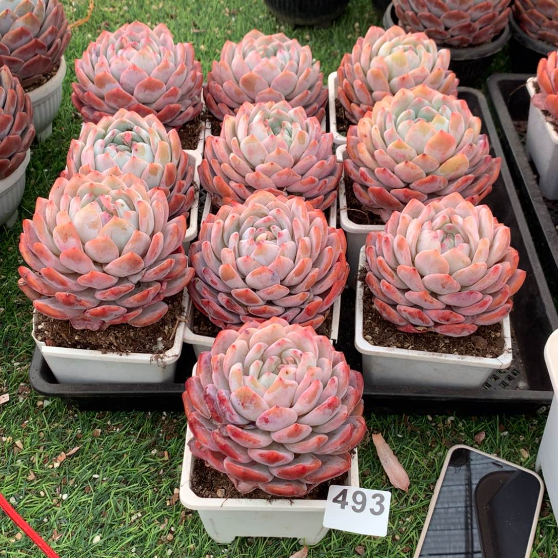 493橙子多肉植物组合