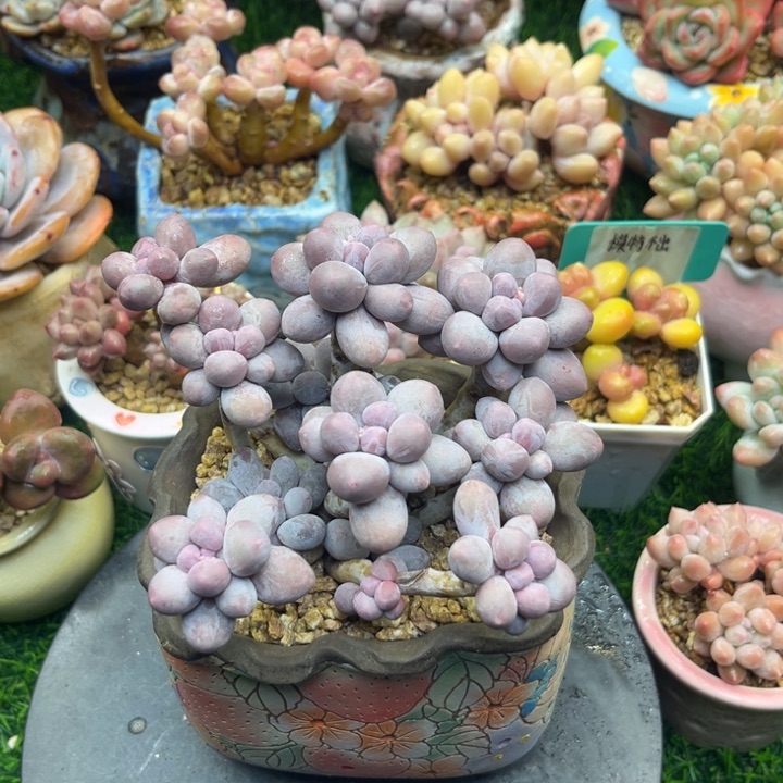 t le kun fly de lo de k l