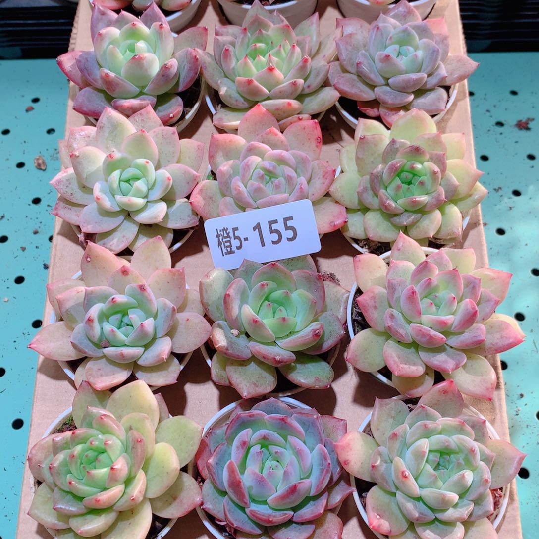 5-155一物一拍多肉带盆18颗