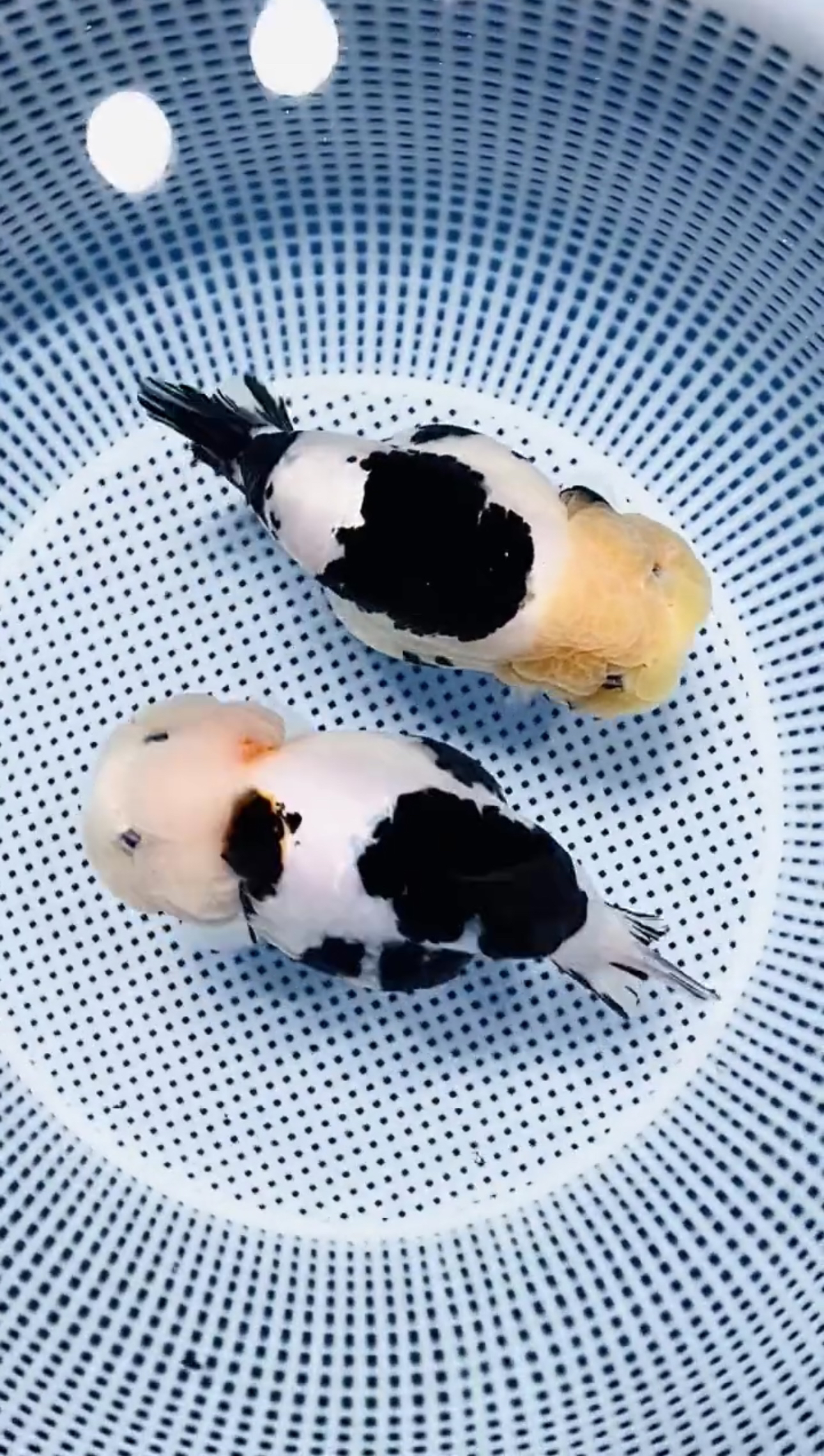 鱼悦人生兰寿金鱼2号链接观赏鱼