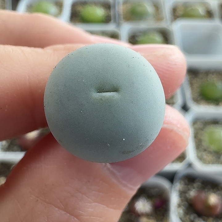 老马生石花433v嘴1231