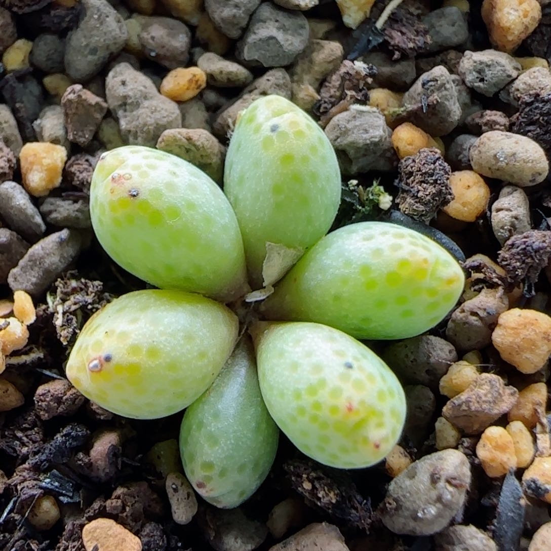 2-11-2-5当天满58包邮草莓斑马多肉脱土