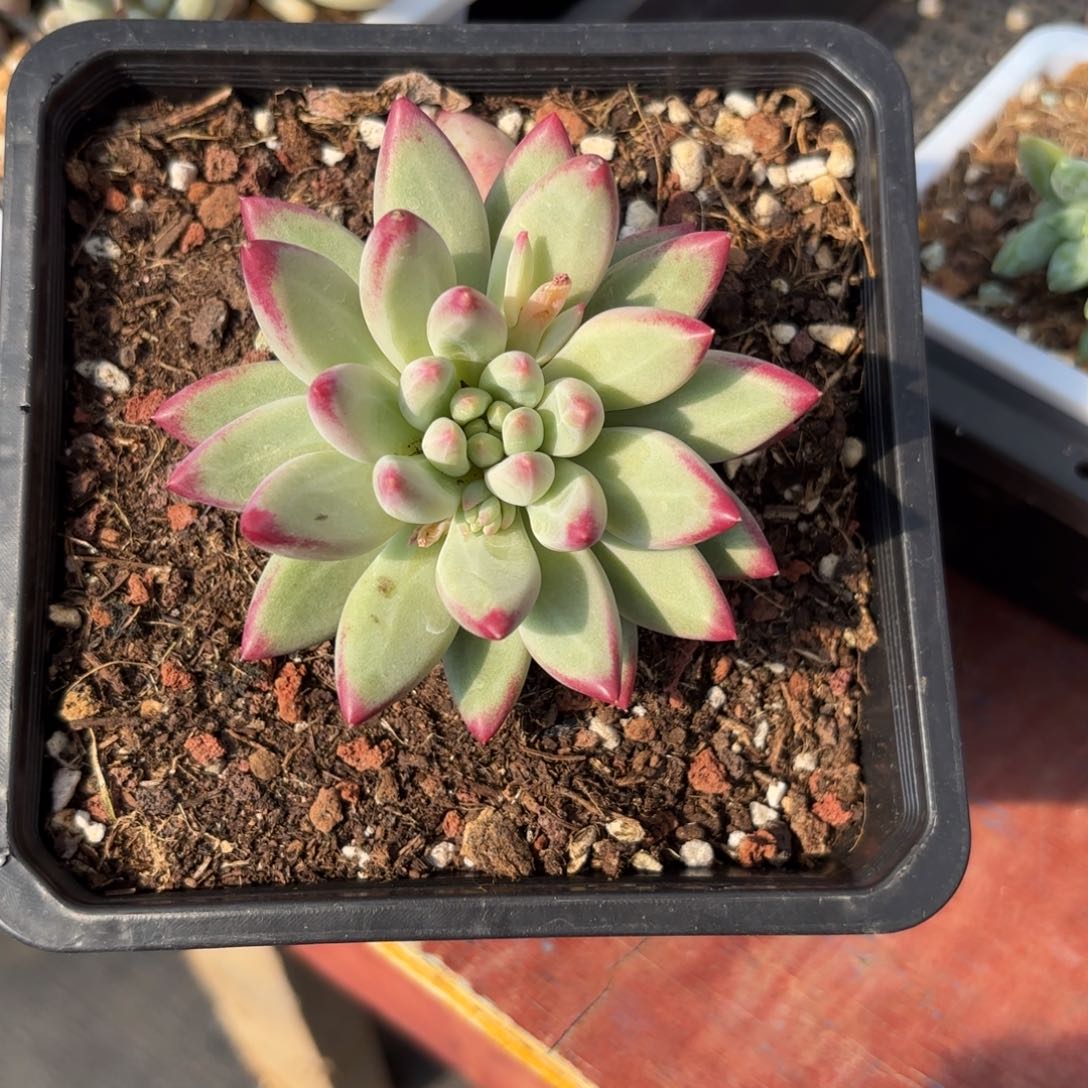 白体虞美人肉肉肉肉肉肉肉肉