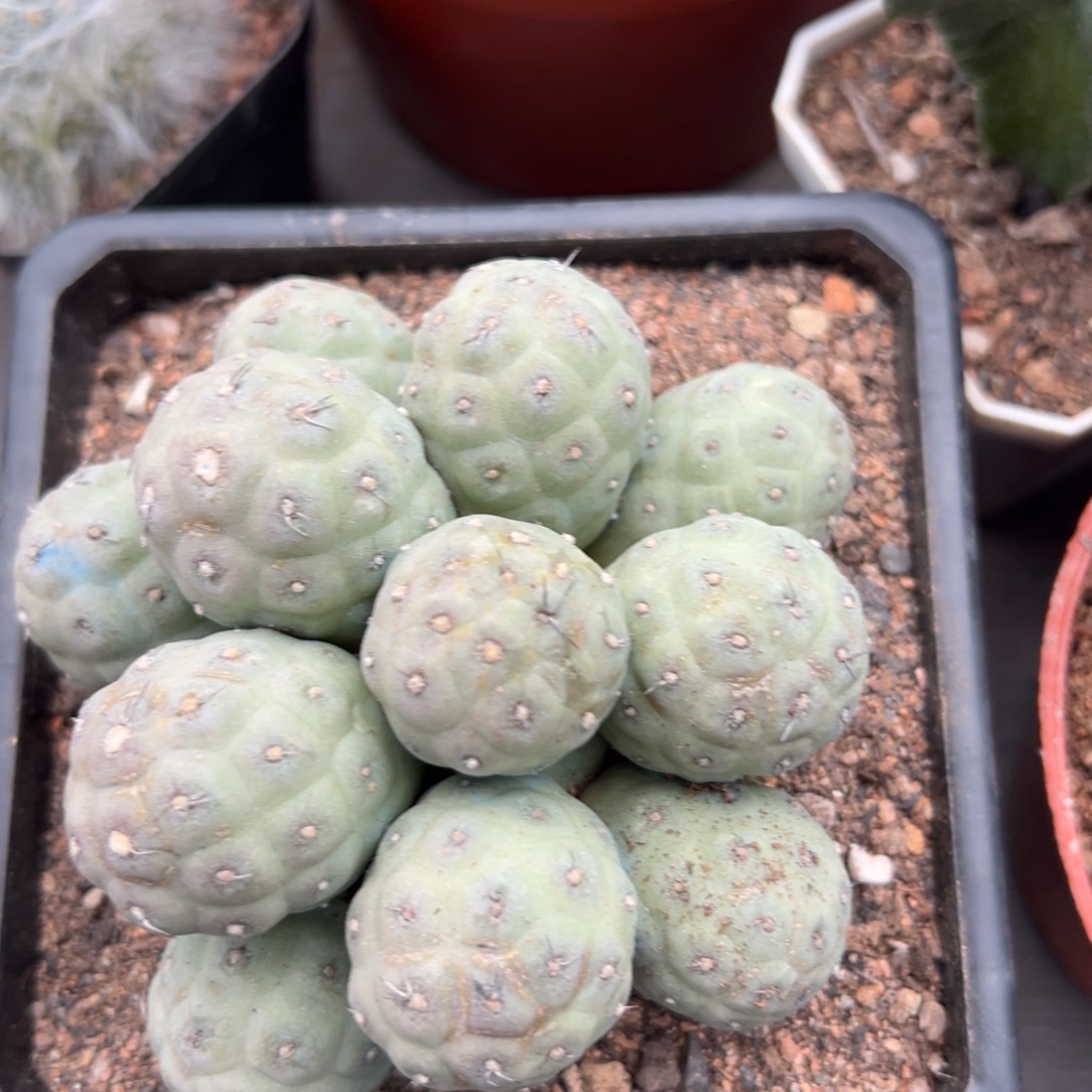 用***7零零落落 零零落落