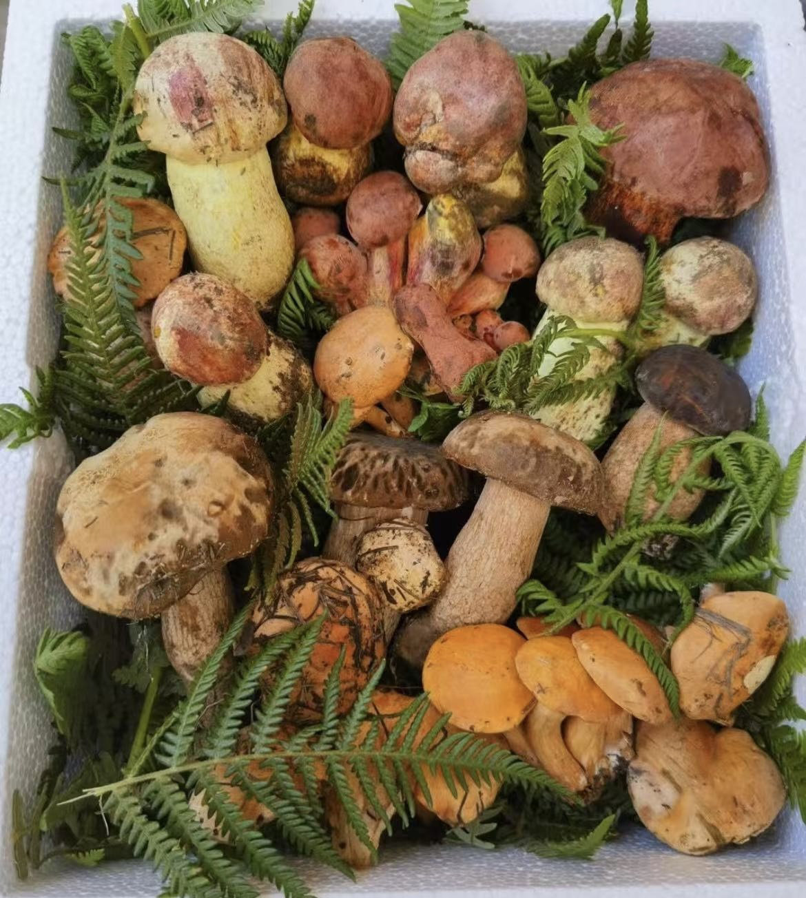 云南特产野生菌代购（一物一拍）商品以实物为准