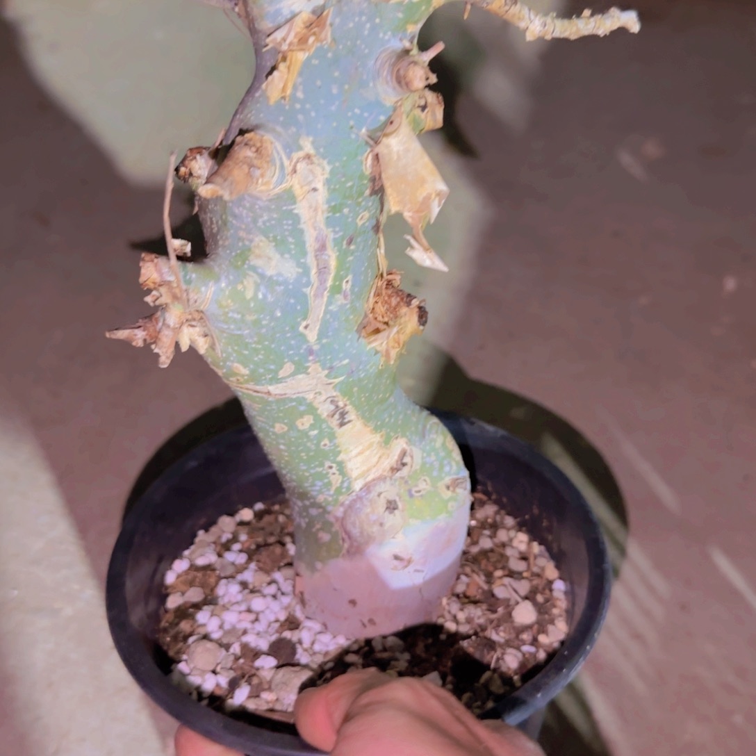 C***.块根植物块根植物