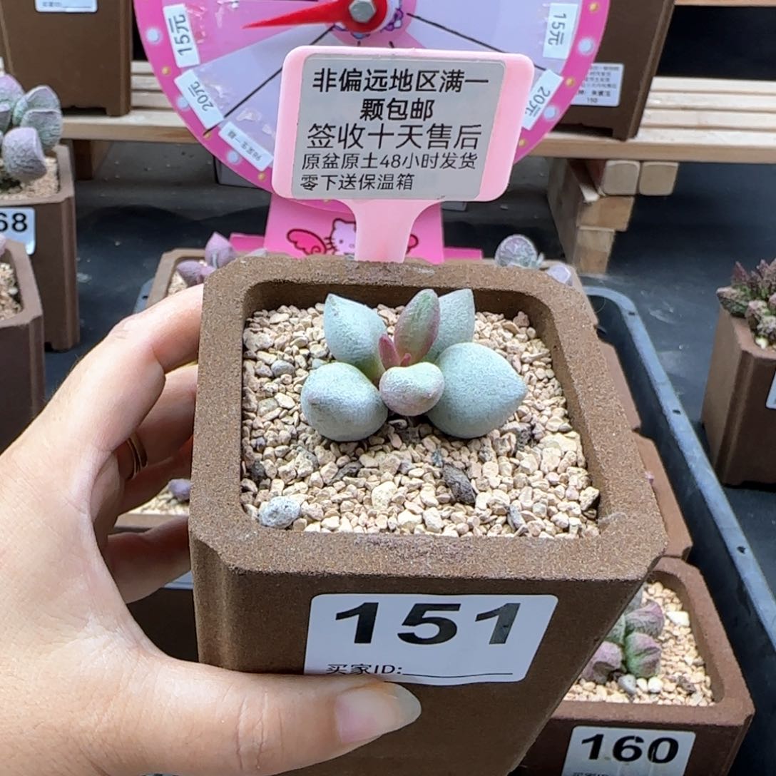 151白糖豆多肉植物