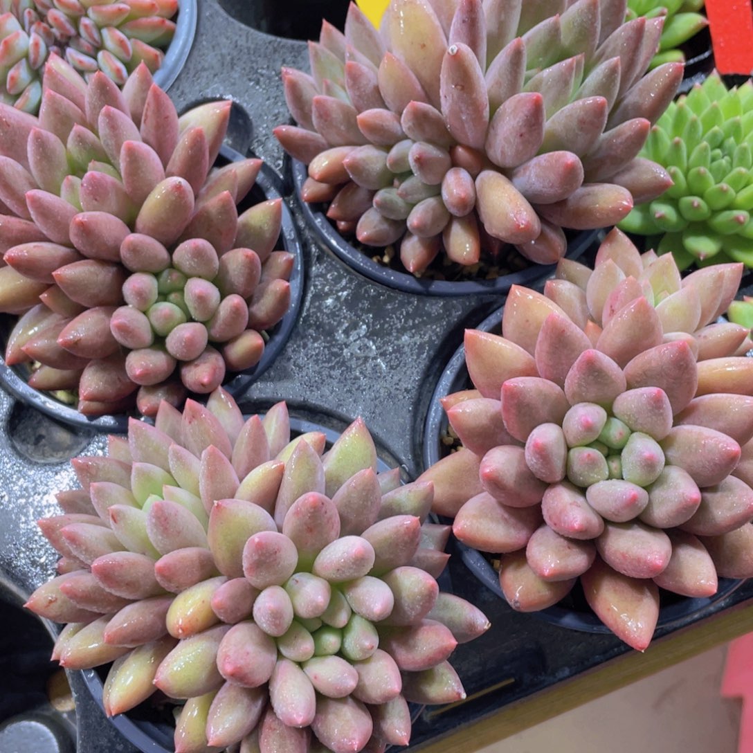 1384号 果冻车厘子大双头一颗