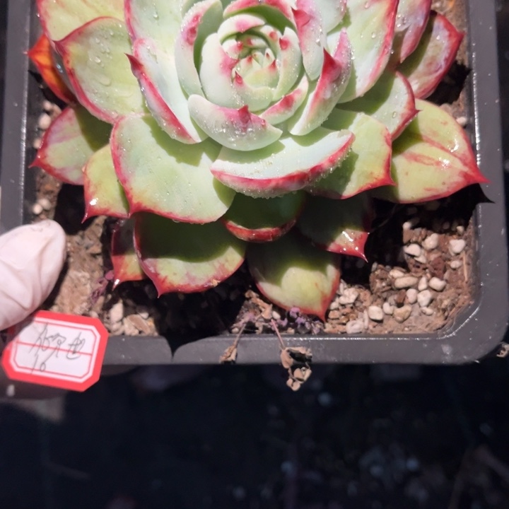 倾***༅惊鸿一颗单头140盆