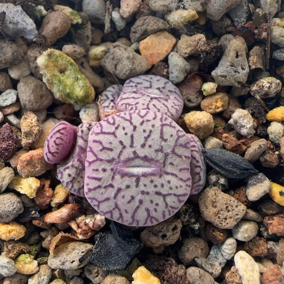 6-6-5-3当天满38包邮清货墨小锥脱土