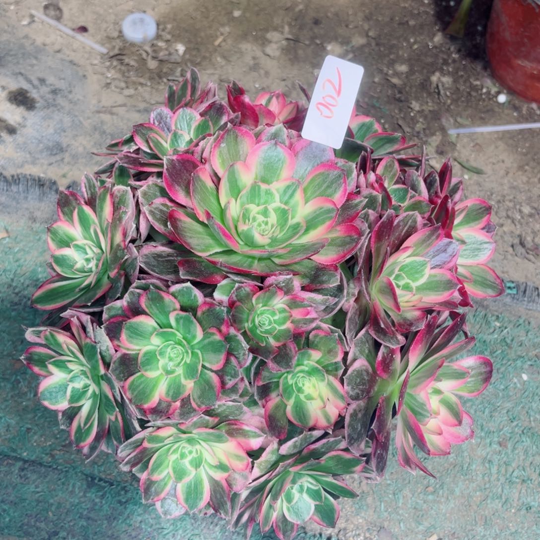 002貂蝉法师多肉植物