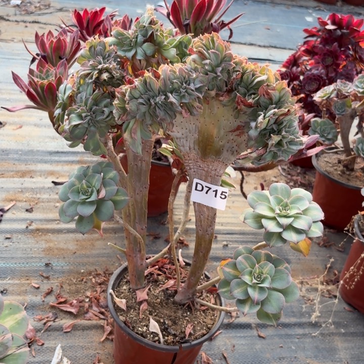 黄中斑缀多肉植物不包损715