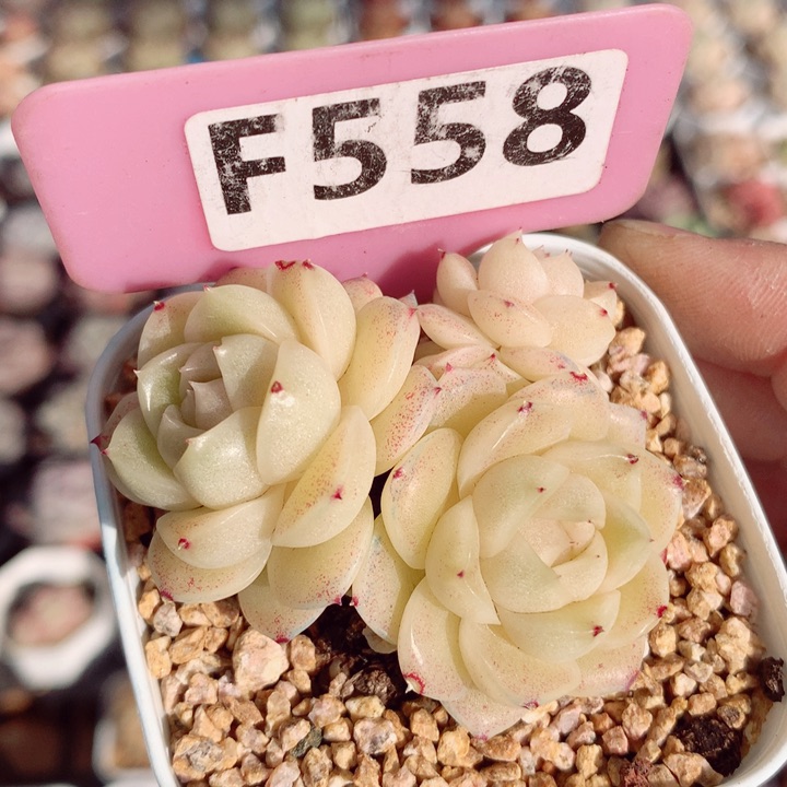 麦秆6cm不包整群