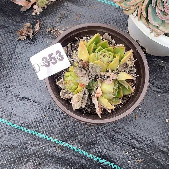 Y***霞353皮埃拉多肉植物多肉