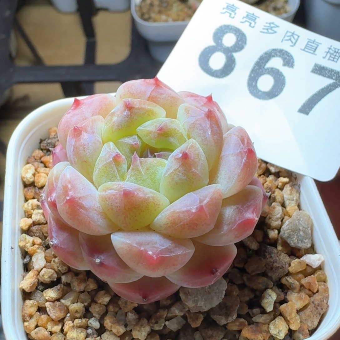 西瓜冰魄            多肉植物