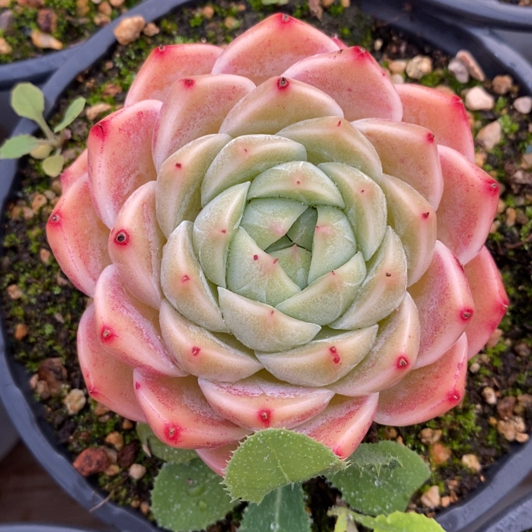 自助下单多肉下滑链接更多品种-卡杂