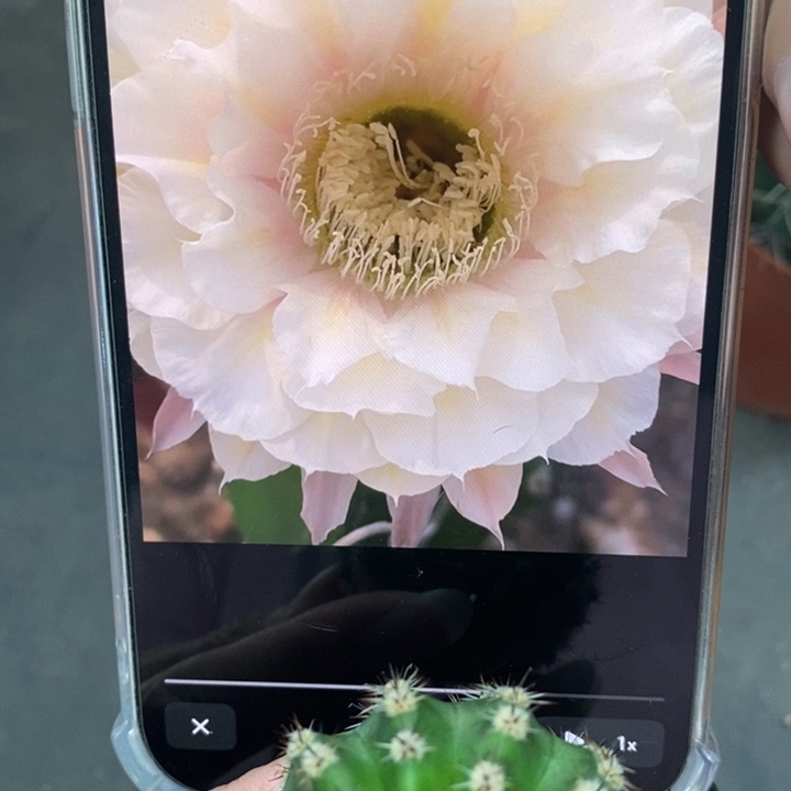 香香素玉侧芽4.5公分左右