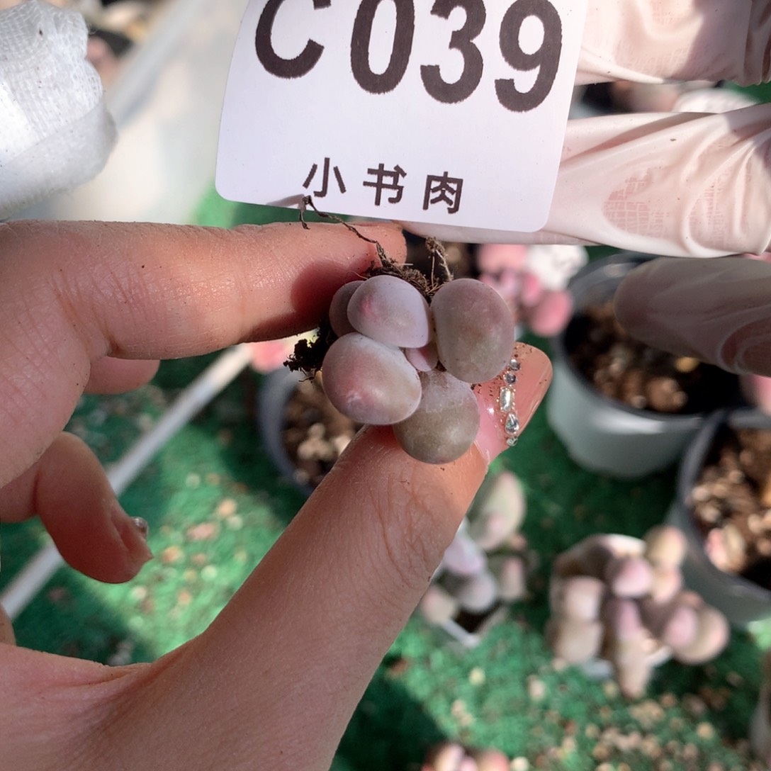 蛋黄奶蛋黄奶039