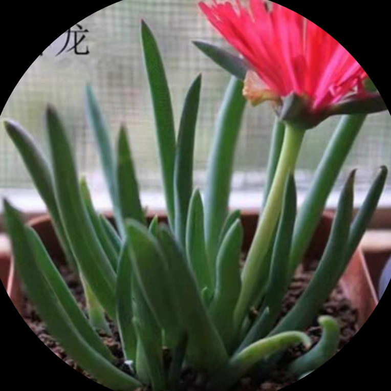 母本（红花奔龙）多肉植物带花苞带养殖盆