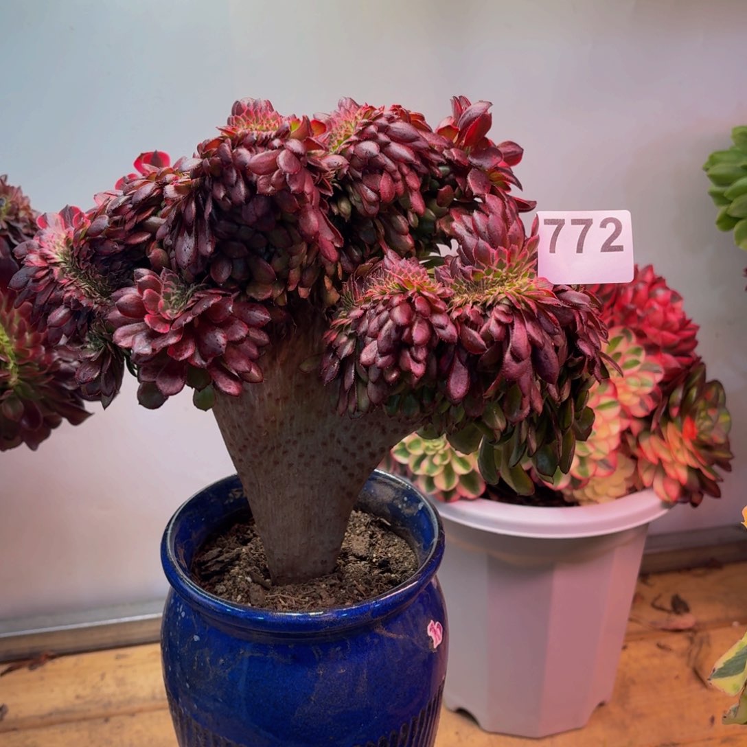 多肉法师黑金刚缀772