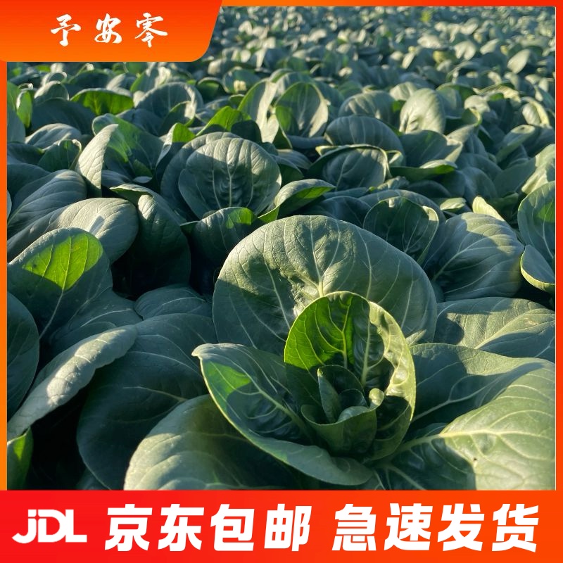 上海金山本地露天上霜青菜