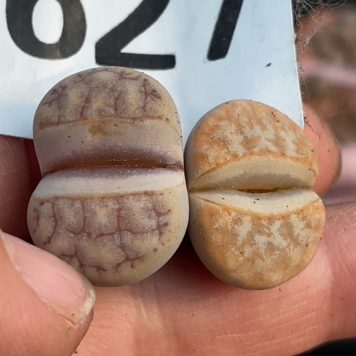 627拿铁c309a两颗母本