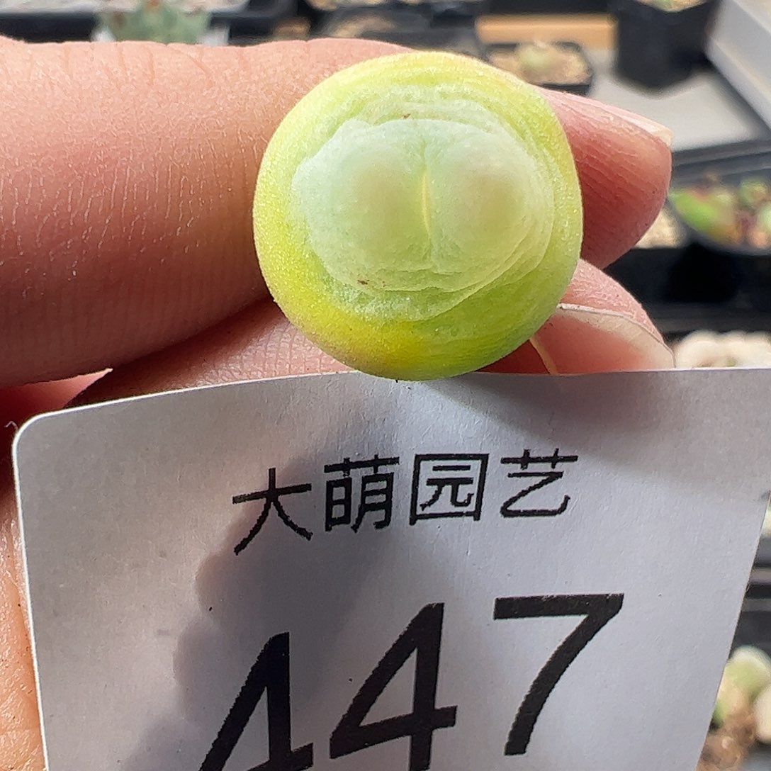 一物一拍。        447